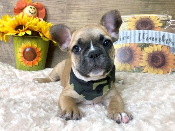 French Bulldog DOG Male Fawn/Black mask 7895 Petland Athens, OH