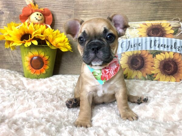 French Bulldog DOG Female Fawn/Black mask 7894 Petland Athens, OH