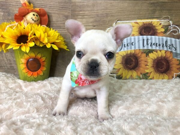 French Bulldog DOG Female Cream 7898 Petland Athens, OH