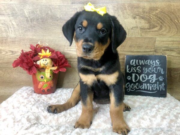 Rottweiler DOG Female Black & Tan 7904 Petland Athens, OH