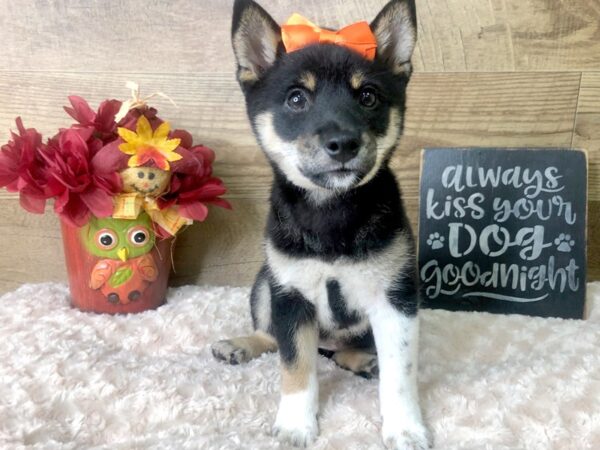 Shiba Inu-DOG-Female-BLK TAN-7906-Petland Athens, OH