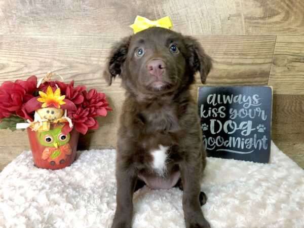 Mini Aussie Poo DOG Female Chocolate 7907 Petland Athens, OH