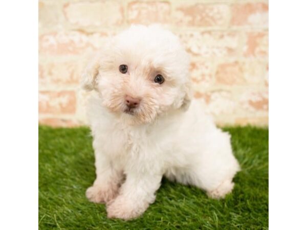 Poodle DOG Female White 7910 Petland Athens, OH