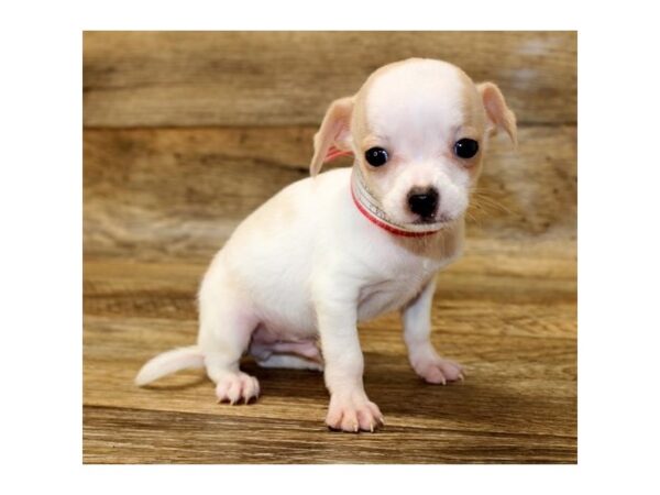 Chihuahua DOG Male Cream 7908 Petland Athens, OH