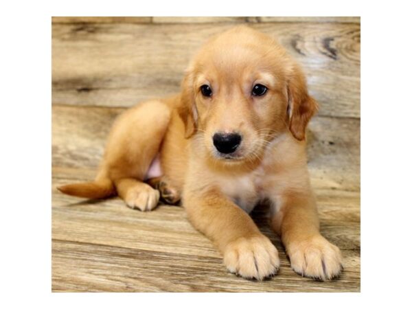 Golden Retriever DOG Female Golden 7909 Petland Athens, OH