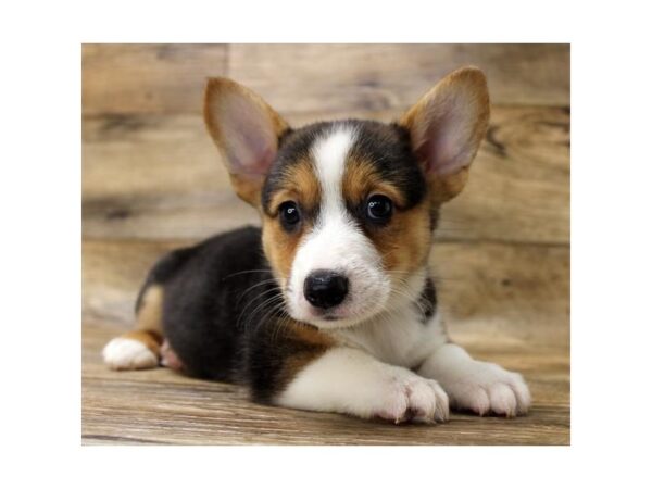 Cardigan Welsh Corgi/Pembroke Welsh Corgi DOG Male Black White / Tan 7912 Petland Athens, OH