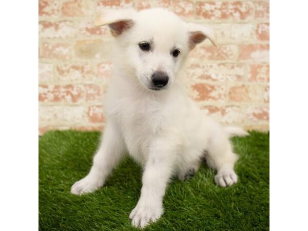 German Shepherd Dog DOG Male Black / Tan 7915 Petland Athens, OH