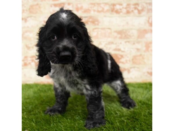 Cocker Spaniel-DOG-Male-Black-7913-Petland Athens, OH