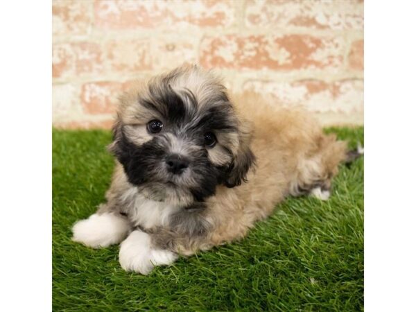 Lhasa Apso-DOG-Male-Grizzle / White-7914-Petland Athens, OH