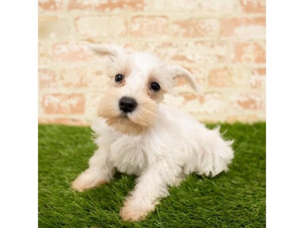 Miniature Schnauzer DOG Female White 7919 Petland Athens, OH