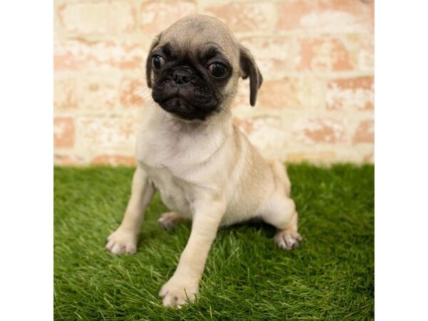 Pug-DOG-Male-Fawn-7922-Petland Athens, OH