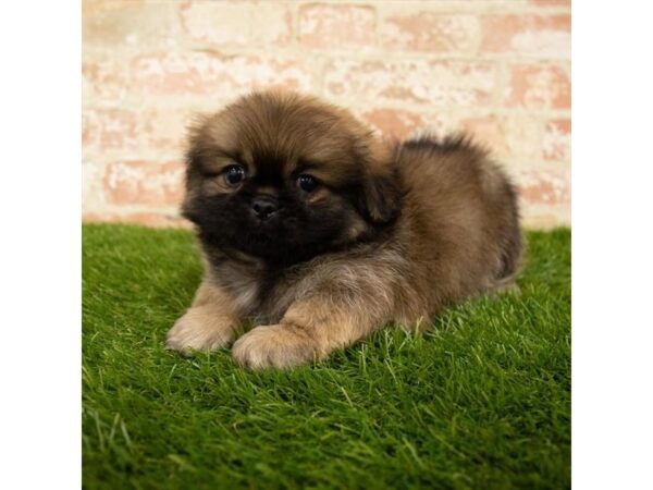 Pekingese DOG Male Red Sable 7920 Petland Athens, OH