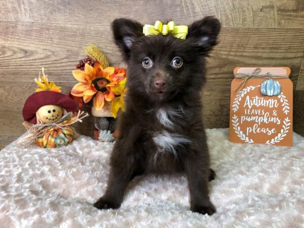 Pomeranian-DOG-Female-Chocolate-7921-Petland Athens, OH