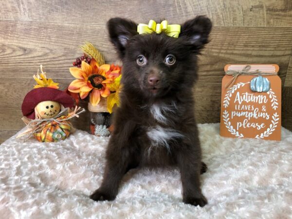 Pomeranian DOG Female Chocolate 7921 Petland Athens, OH