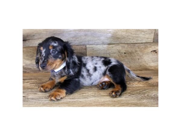 Dachshund DOG Male Black / Tan 7929 Petland Athens, OH