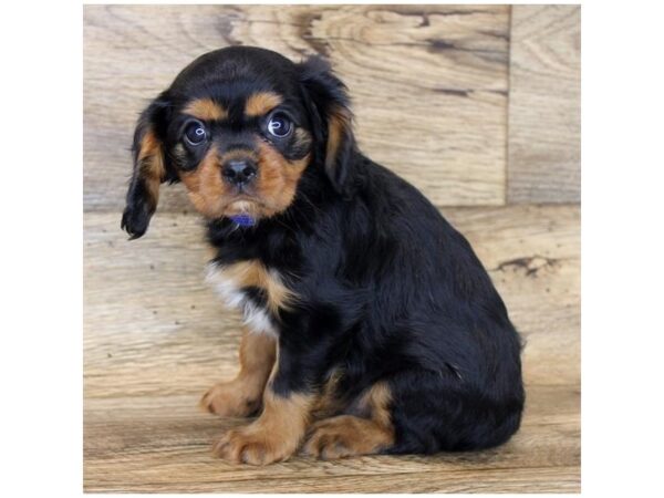 Cavalier King Charles Spaniel DOG Male Black / Tan 7926 Petland Athens, OH