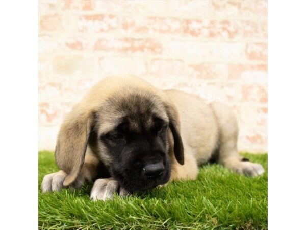 Mastiff-DOG-Male-Fawn-7930-Petland Athens, OH