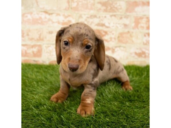 Dachshund DOG Male Chocolate 7927 Petland Athens, OH