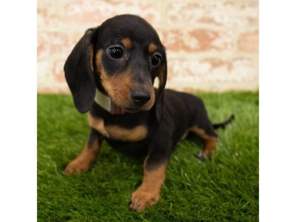 Dachshund-DOG-Female-Black / Tan-7928-Petland Athens, OH