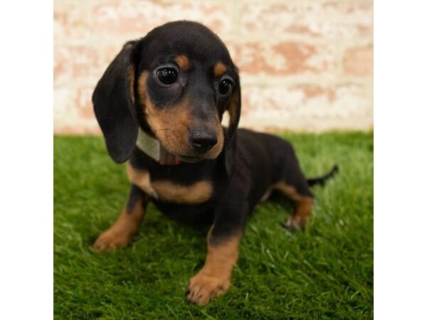 Dachshund DOG Female Black / Tan 7928 Petland Athens, OH