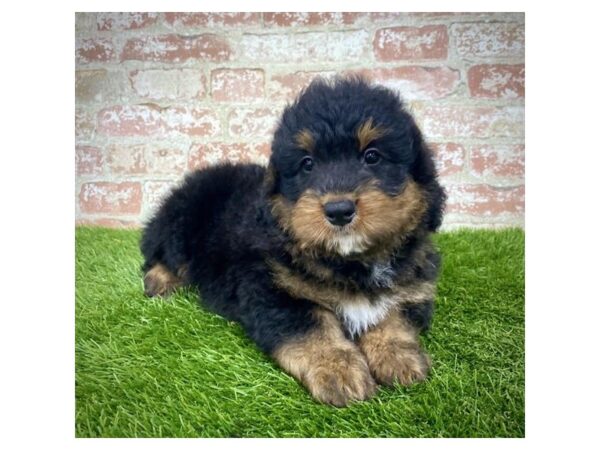 Poodle Mini-DOG-Male-Black / Rust-7931-Petland Athens, OH