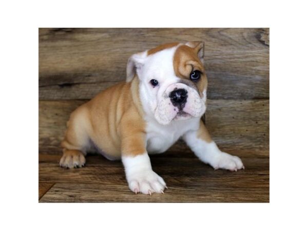 Bulldog DOG Male Fawn / White 7925 Petland Athens, OH