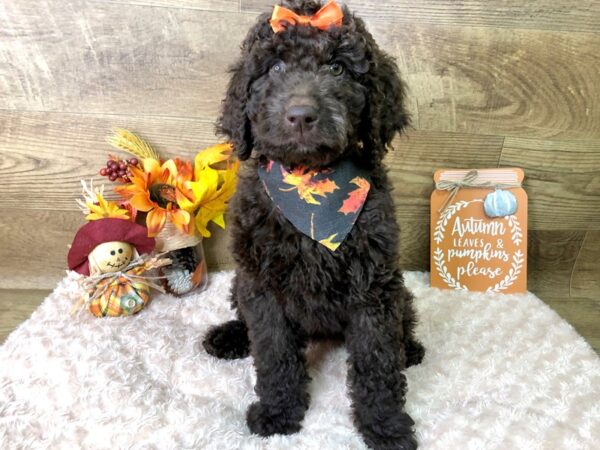 F2 MINI GOLDENDOODLE DOG Female Chocolate 7933 Petland Athens, OH