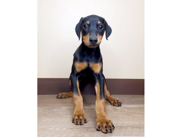 Doberman Pinscher DOG Female Black and Tan 7951 Petland Athens, OH