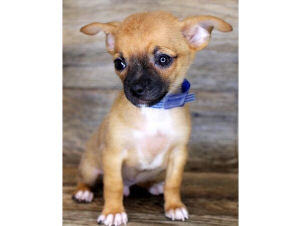 Chihuahua DOG Male Red 7946 Petland Athens, OH