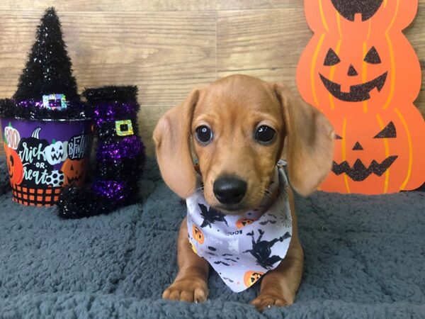 Dachshund DOG Male Tan 7942 Petland Athens, OH