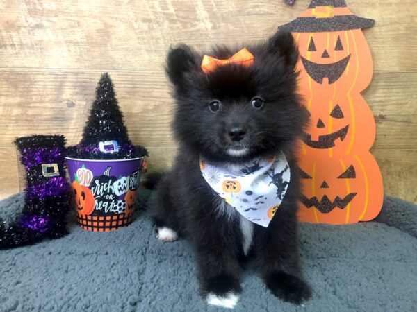 Pomsky 2nd Gen DOG Female Black 7943 Petland Athens, OH