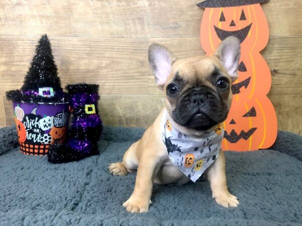 French Bulldog DOG Female FAWN 7945 Petland Athens, OH