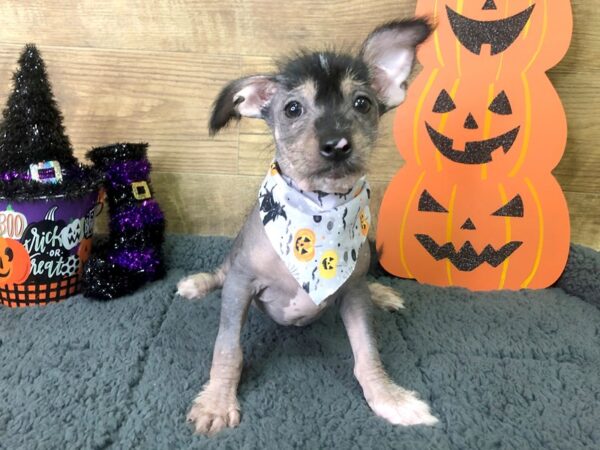 Chinese Crested DOG Female Slate 7947 Petland Athens, OH