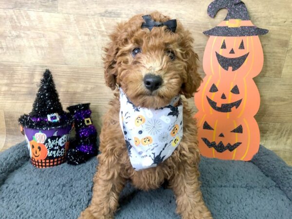 F1B Mini Goldendoodle-DOG-Female-RED-7950-Petland Athens, OH