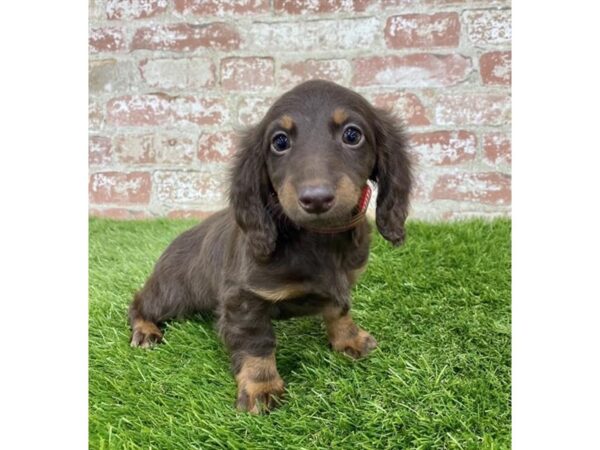 Dachshund DOG Female Chocolate / Tan 7952 Petland Athens, OH