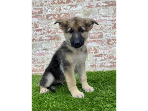 German Shepherd Dog DOG Male Black / Tan 7953 Petland Athens, OH