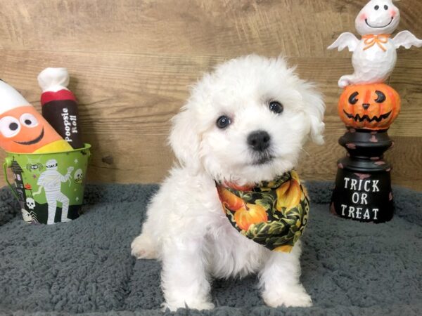 Bichon Frise DOG Male White 7956 Petland Athens, OH