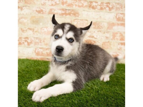 Siberian Husky DOG Male Black / White 7960 Petland Athens, OH