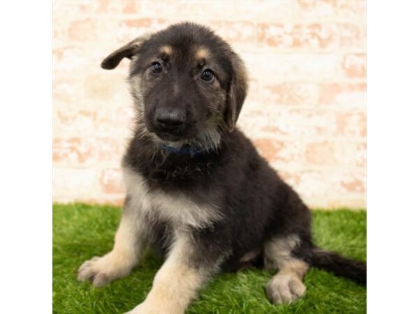 German Shepherd Dog DOG Male Black / Tan 7962 Petland Athens, OH