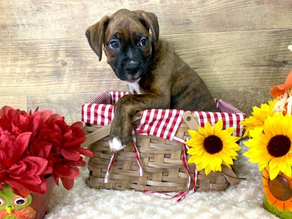 Boxer DOG Male Brindle 7958 Petland Athens, OH