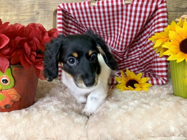 Dachshund DOG Female Black / Tan 7959 Petland Athens, OH