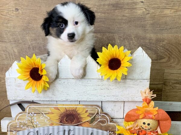 Aussie Mo-DOG-Male-BLK TRI-7966-Petland Athens, OH