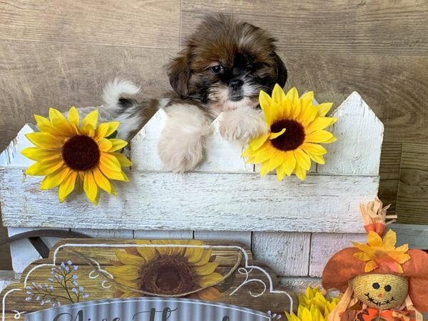 Teddy DOG Male brown white 7965 Petland Athens, OH