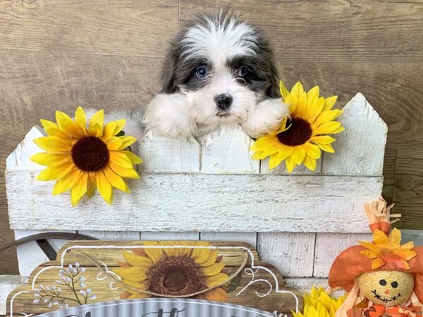 Shih Tzu-DOG-Male-BROWN WH-7964-Petland Athens, OH