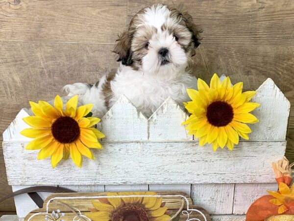 Teddy Bear-DOG-Male-Gold / White-7963-Petland Athens, OH