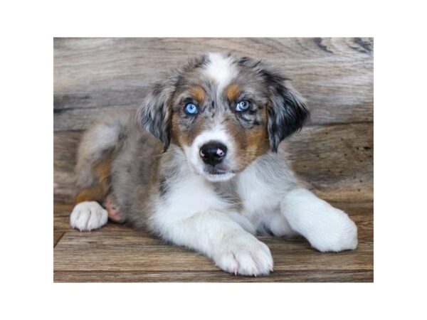 Australian Shepherd DOG Male Blue Merle 7967 Petland Athens, OH