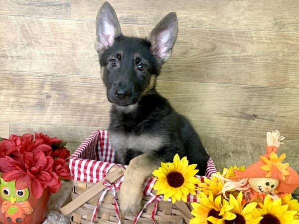 German Shepherd Dog DOG Female Black / Tan 7961 Petland Athens, OH