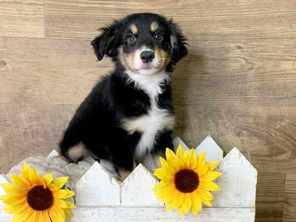 Miniature Australian Shepherd DOG Male Black White / Tan 7968 Petland Athens, OH