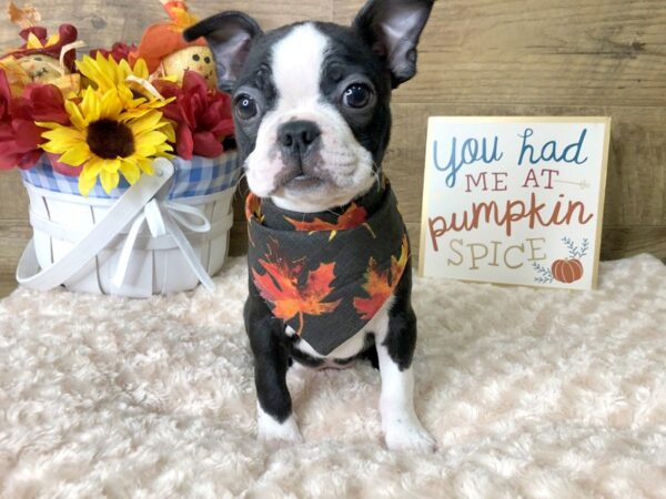 Boston Terrier-DOG-Female-Black / White-7969-Petland Athens, OH