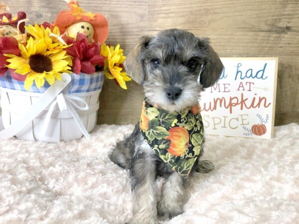 Schnoodle-DOG-Female-Salt / Pepper-7971-Petland Athens, OH